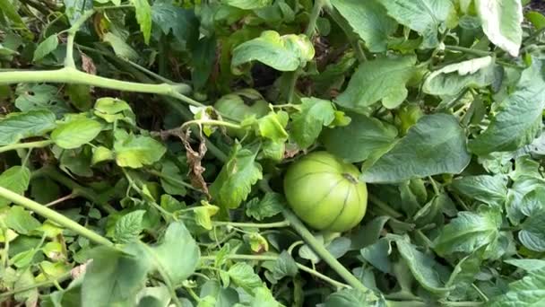 Tomate Verde Crece Madura Gryatka Jardín — Vídeos de Stock