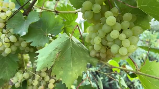 有绿叶的基什米葡萄 葡萄干上有新鲜的有机葡萄 园中有多汁的开胃绿葡萄枝条 — 图库视频影像