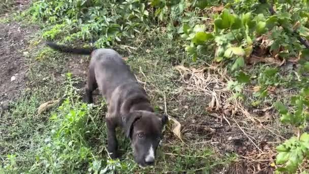 Lekfull Hund Promenad Gården Söt Valp Viftar Med Svansen Och — Stockvideo