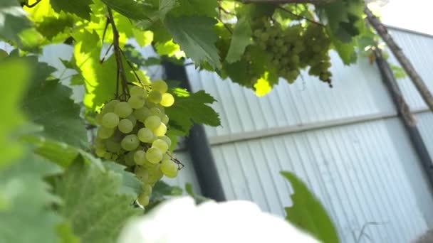 Kishmish Trauben Mit Grünen Blättern Frische Bio Traube Rebzweig Zweig — Stockvideo