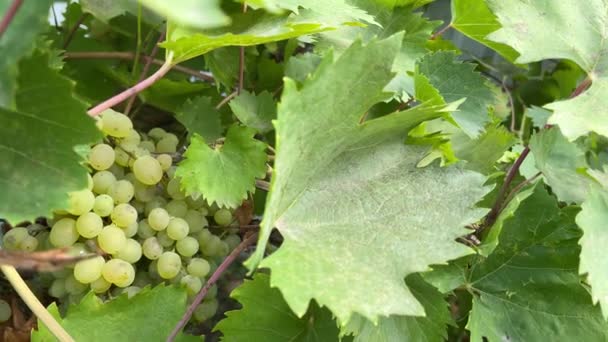 Kishmish Druvor Med Gröna Blad Färsk Ekologisk Druva Vinstockar Gren — Stockvideo