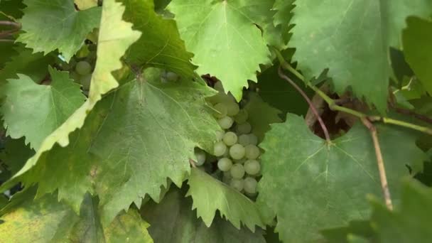 Uvas Kishmish Uvas Con Hojas Verdes Uva Orgánica Fresca Rama — Vídeo de stock