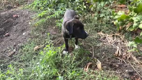 Playful Dog Walk Yard Cute Puppy Waves His Tail Plays — Stock Video