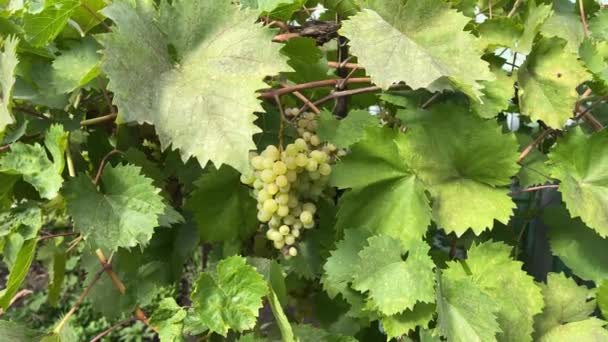 Kishmish Winogrona Zielonymi Liśćmi Świeże Organiczne Winogrona Gałęzi Winorośli Oddział — Wideo stockowe