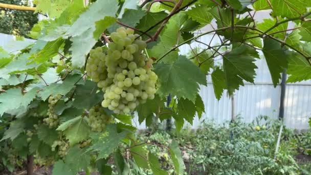 Kishmish Druvor Med Gröna Blad Färsk Ekologisk Druva Vinstockar Gren — Stockvideo