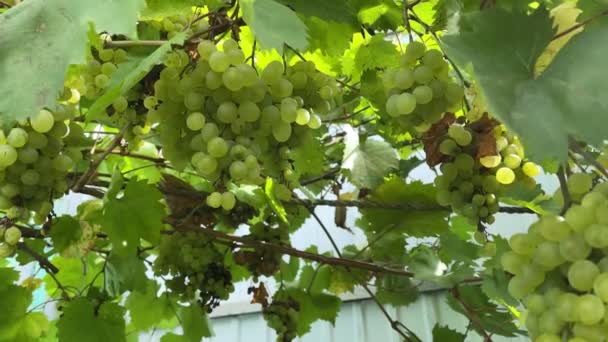 Uvas Kishmish Uvas Con Hojas Verdes Uva Orgánica Fresca Rama — Vídeo de stock