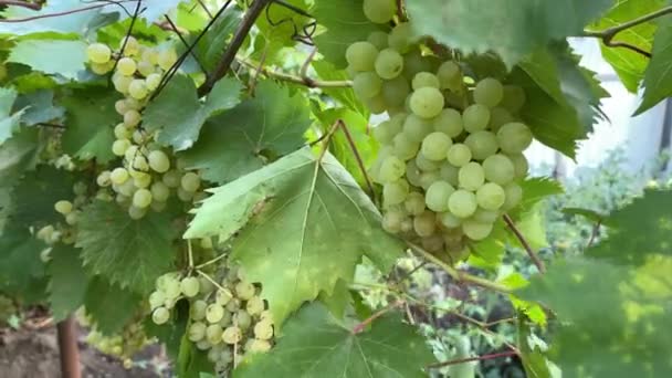 Kishmish Druiven Druiven Met Groene Bladeren Verse Biologische Druiven Wijnranken — Stockvideo
