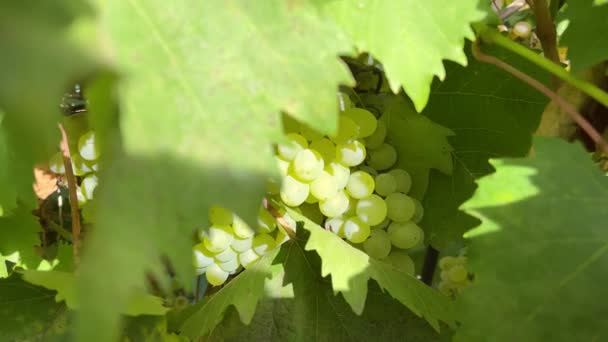 緑の葉を持つキッシュブドウ ブドウの枝に新鮮な有機ブドウ 庭でジューシーな食欲をそそる緑のブドウと支店 — ストック動画