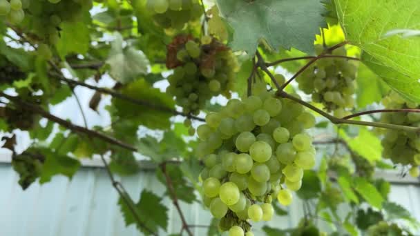 Uvas Kishmish Uvas Con Hojas Verdes Uva Orgánica Fresca Rama — Vídeo de stock