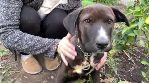 수없는 여자와 가까이 귀여운 수없는 강아지를 — 비디오
