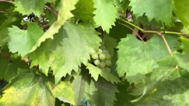 Kishmish Grapes Grapes Green Leaves Fresh Organic Grape Vine Branch — Stock Video