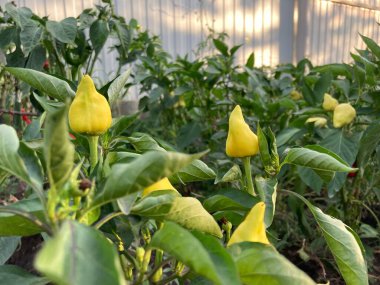 Yataklarda yetişen sarı biberler. Sebze bahçesindeki dallarda olgunlaşan sebzeler. Tarım, organik ürünler ve çevre dostu yaşam tarzı kavramı. Kapat.