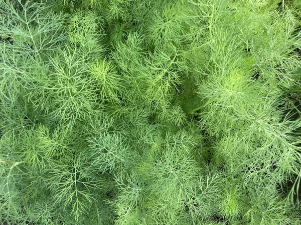 Textura Endro Verde Crescendo Camas Ervas Frescas Horta Conceito Agricultura — Fotografia de Stock