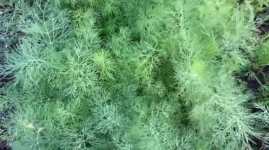 Yataklarda yetişen yeşil dereotunun dokusu. Sebze bahçesinde taze bitkiler. Tarım, organik ürünler ve çevre dostu yaşam tarzı kavramı. Kapat..