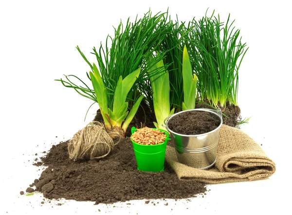 Gardening concept with grass — Stock Photo, Image