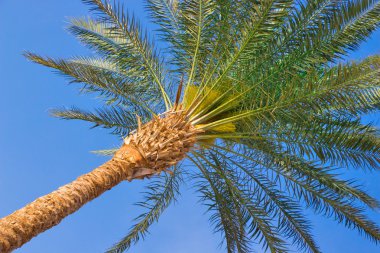 Mavi gökyüzünde palmiye ağacı