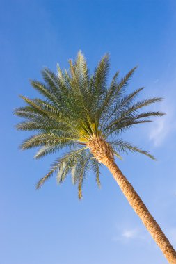 Mavi gökyüzünde palmiye ağacı