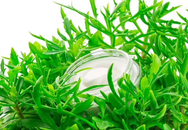 Envase de crema en hojas verdes — Foto de Stock