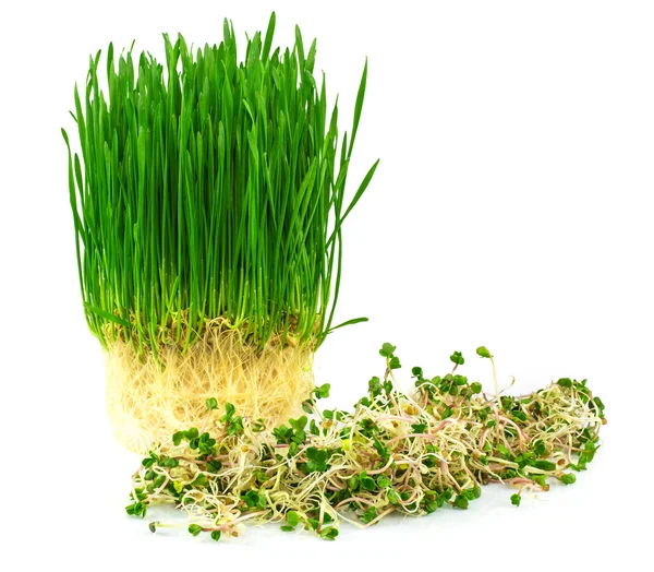 Wheatgrass z rzodkiewka zielony — Zdjęcie stockowe