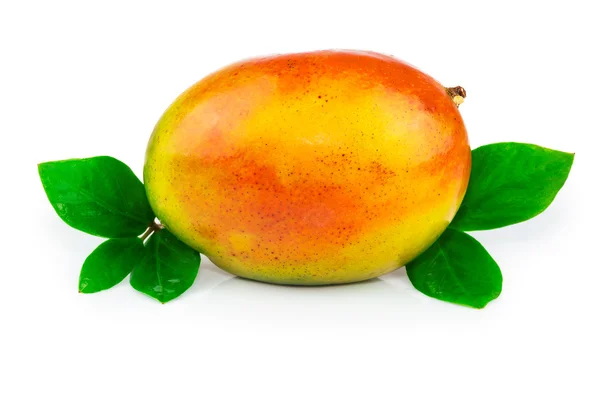 Owoce mango z liści — Zdjęcie stockowe