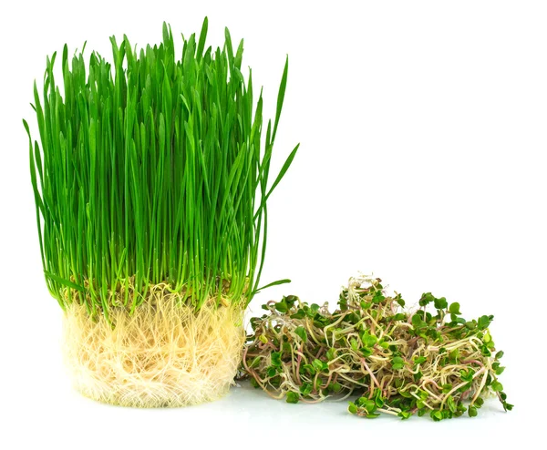 Tarwegras SAP met groene radijs — Stockfoto