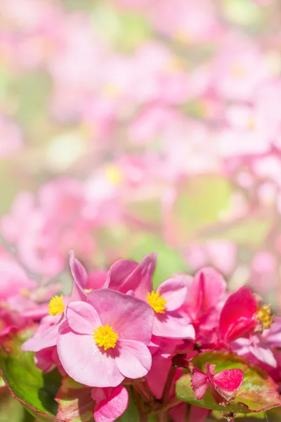Macro view of pink flowers — Stock Photo, Image
