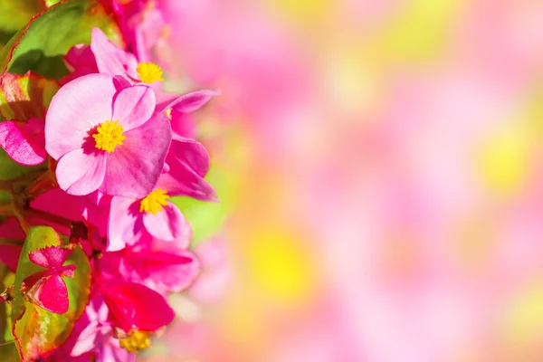 Pink flowers background — Stock Photo, Image