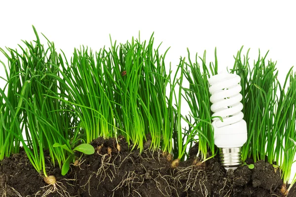 Енергозберігаюча лампа, трава і земля, концепція — стокове фото