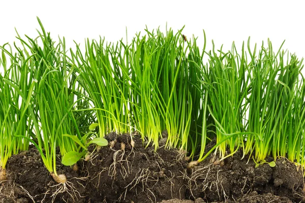 Section of plants with roots and soil — Stock Photo, Image