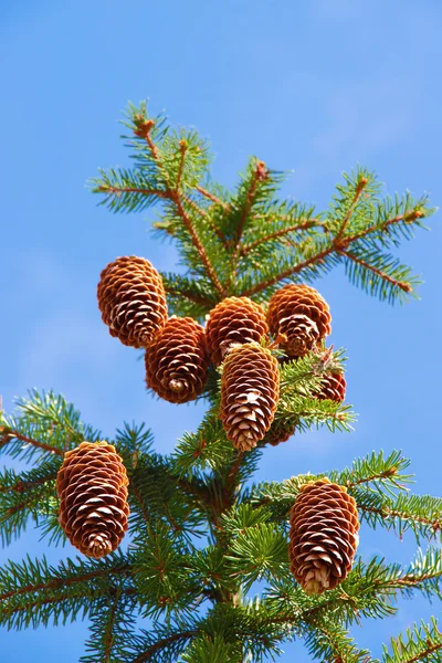 Pine tree with cones — Stock Photo, Image