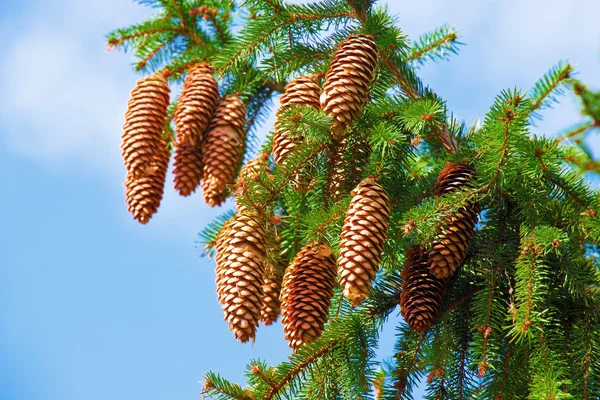 Pine tree with cones — Stock Photo, Image