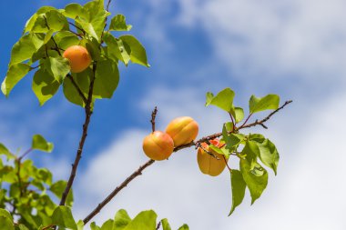 Bir ağaç dalı üzerinde lezzetli kayısı