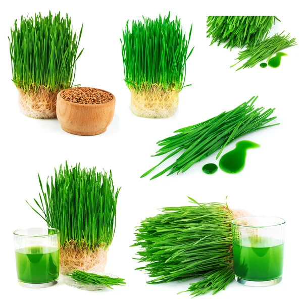 Weizengrassaft mit gekeimtem Weizen — Stockfoto