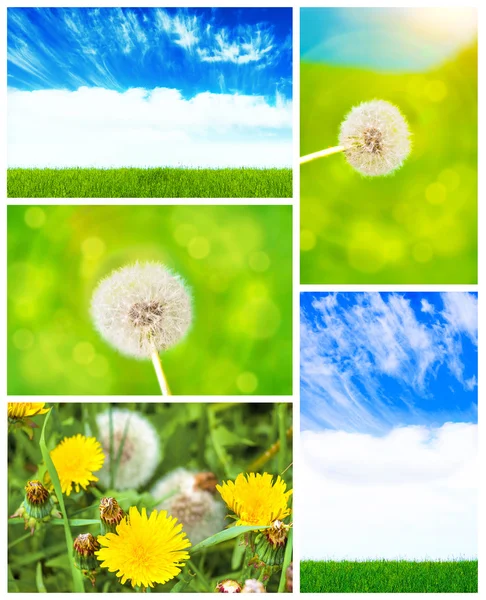 Sky, grass, dandelion — Stock Photo, Image