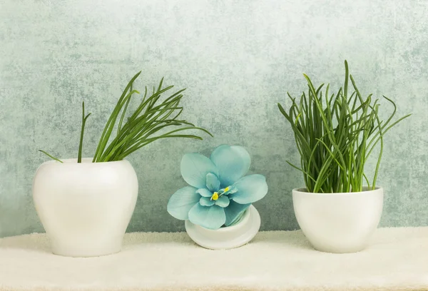 Flower orchid, grass in bowls — Stock Photo, Image