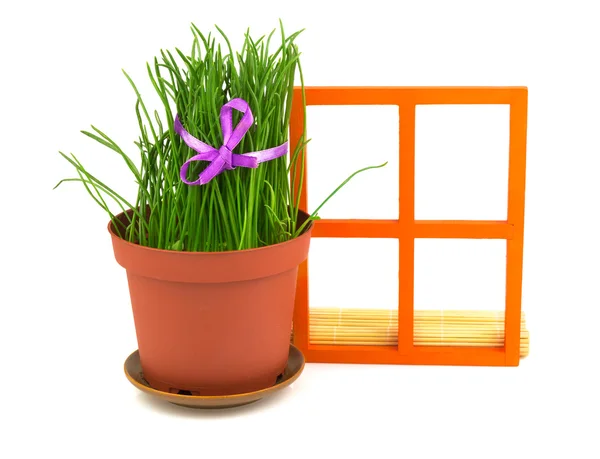 Composition with grass in the flowerpot — Stock Photo, Image