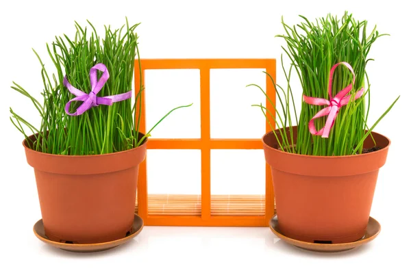 Composition with grass in flowerpots — Stock Photo, Image