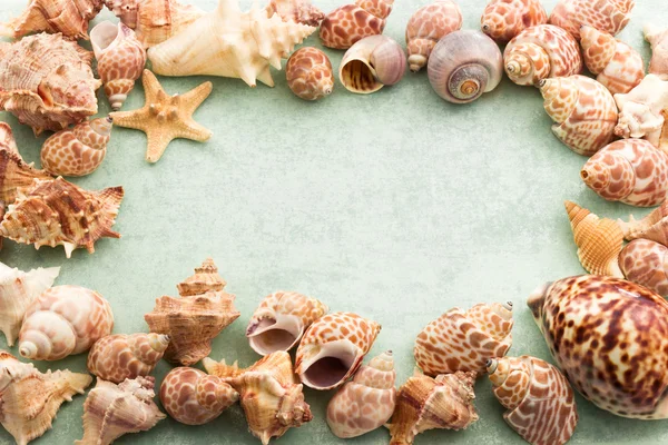 Frame with seashells and starfish — Stock Photo, Image