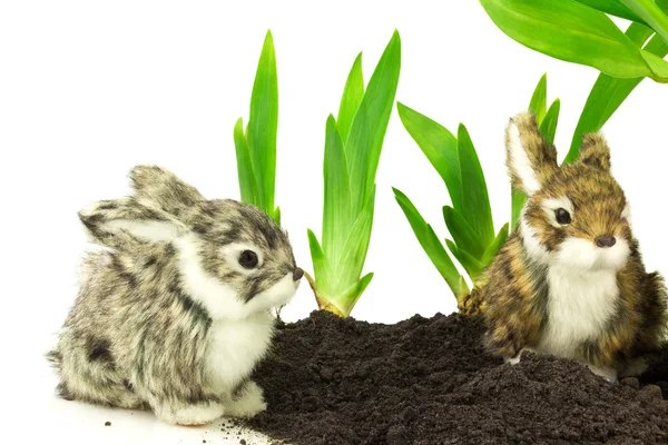 Cute rabbits with grass — Stock Photo, Image
