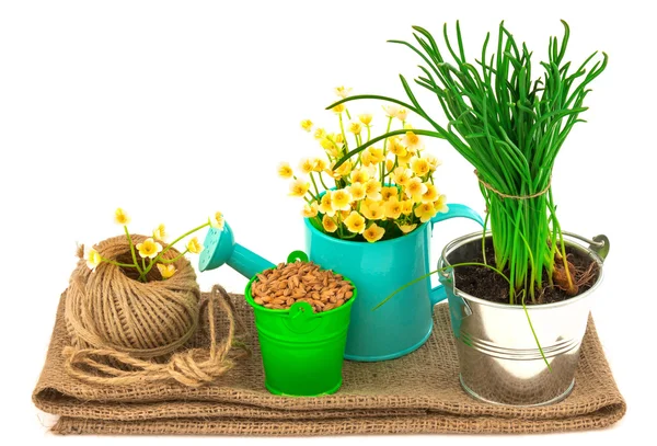 Spring concept with grass — Stock Photo, Image