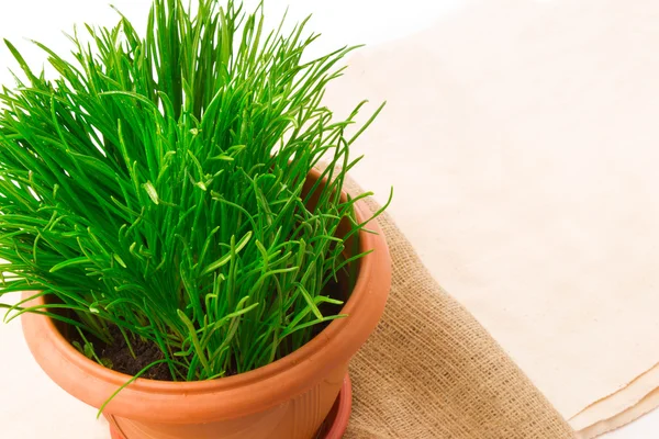 Fresh grass in the flower pot — Stock Photo, Image