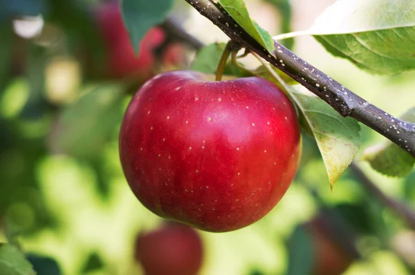 Manzana —  Fotos de Stock