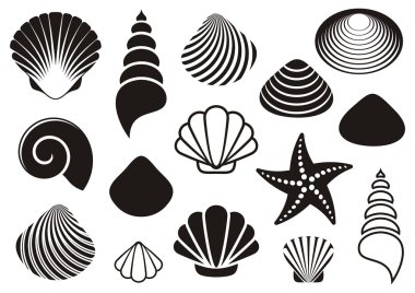 Sea shells and starfish clipart