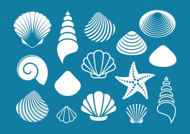 White sea shells and starfish