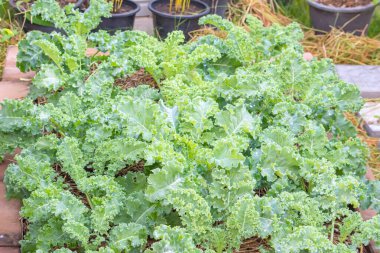 Kuru samanla kaplı tarlada yetişen kıvırcık lahana ya da Brassica oleracea..