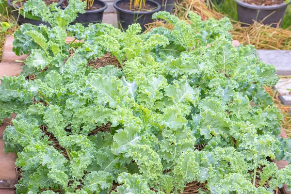 Kuru samanla kaplı tarlada yetişen kıvırcık lahana ya da Brassica oleracea..