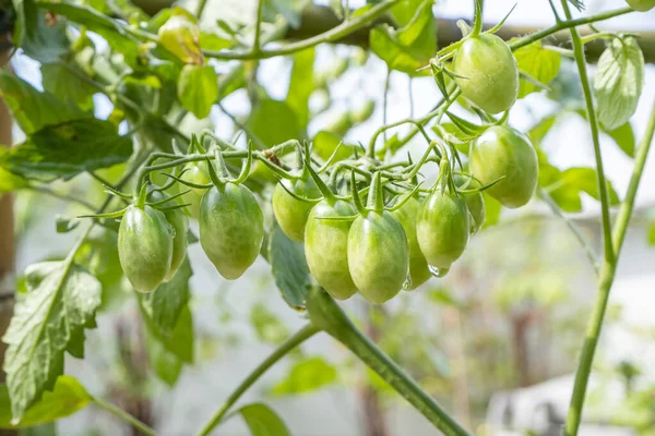 Υπάρχουν Πολλές Πράσινες Ντομάτες Cherry Lycopersicon Esculentum Στο Δέντρο — Φωτογραφία Αρχείου