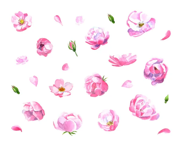 Набір Красивих Акварельних Маленьких Рожевих Квітів Ізольовані Білому Тлі Ботанічна — стокове фото
