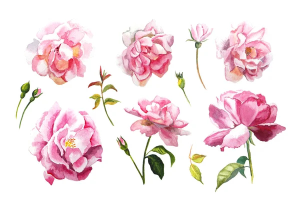 Hand painted flowers. Set of different pink roses and leaves. Watercolor floral illustration for card or print
