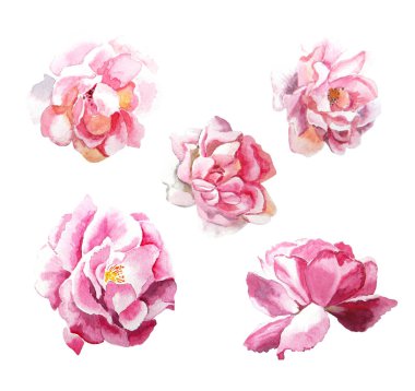 Suluboya çiçekler. Farklı pembe güller. Suluboya botanik çizimi